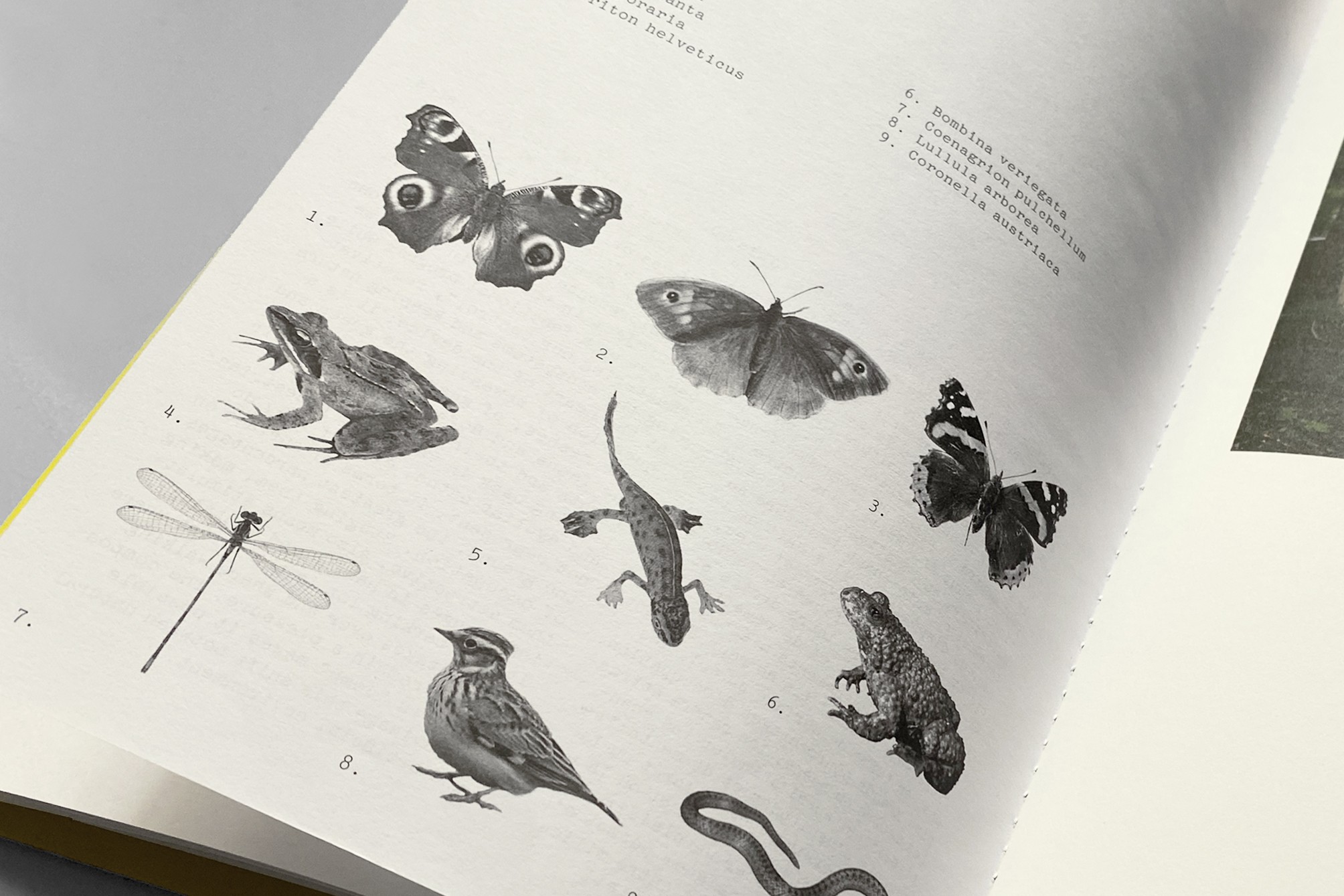 Studio Otamendi Pigeon Ochez Paysage 06