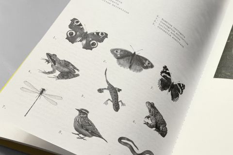 Studio Otamendi Pigeon Ochez Paysage 06